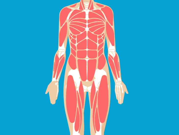 Muscular System Anatomy Diagram And Function Healthline